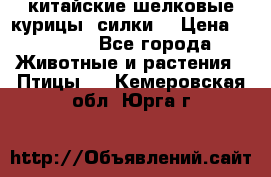 китайские шелковые курицы (силки) › Цена ­ 2 500 - Все города Животные и растения » Птицы   . Кемеровская обл.,Юрга г.